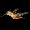 Hummingbird