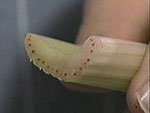 Celery with dyed
